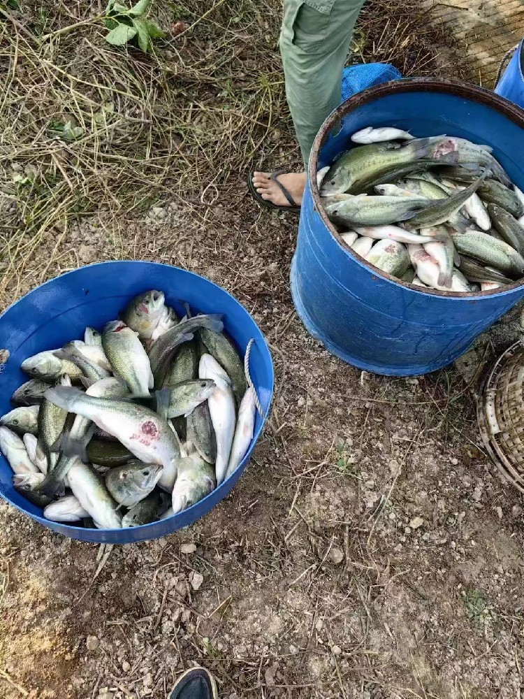 水产养殖纳米银抗菌水溶液实用反馈，效果明显！